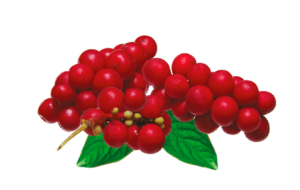 Schisandra ingrediente activo puro omega