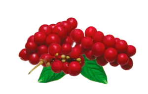 Schisandra ingrediente activo puro omega