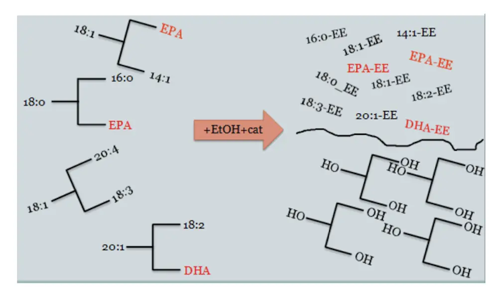 concentrar los omega-3, los EE se someten de nuevo a destilación molecular para separar los ácidos grasos de cadena corta y media, logrando así enriquecer la fracción de EE en DHA y EPA