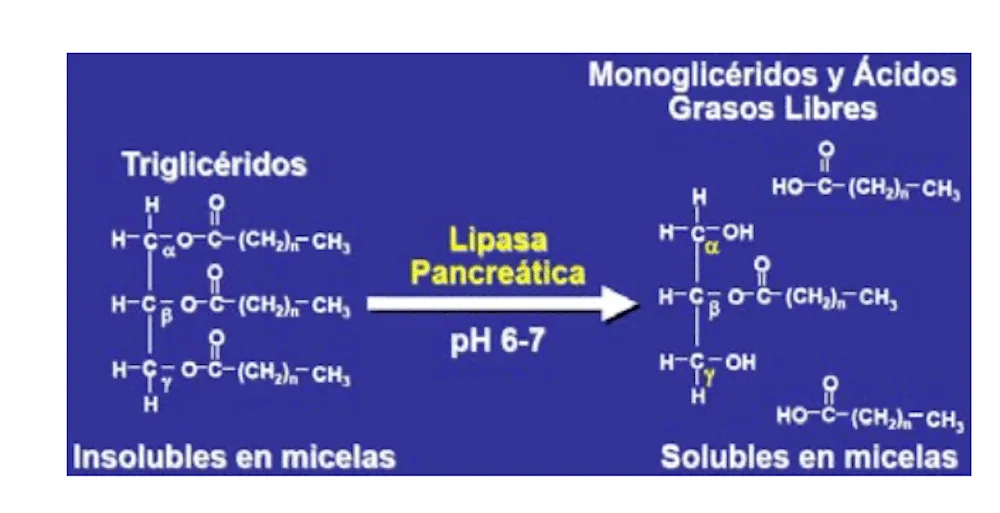 triacilglicéridos y éteres etílicos en los Omega-3