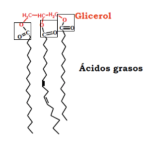 monoacilglicerol