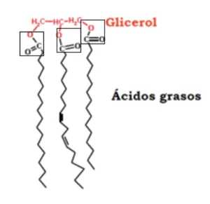 monoacilglicerol