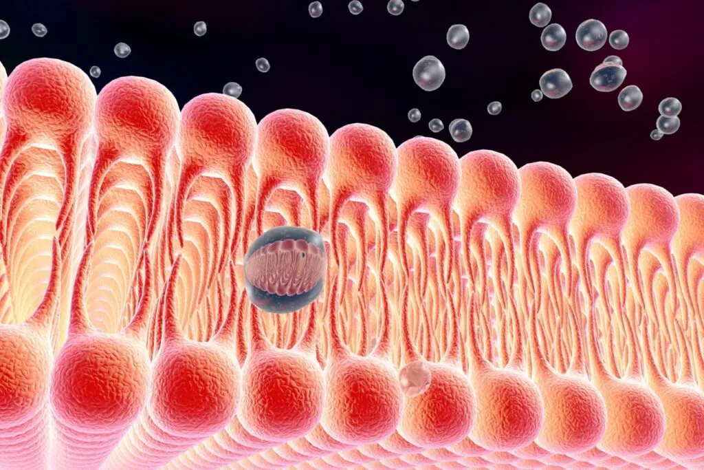 Impacto del Omega-3 en la Membrana Plasmática