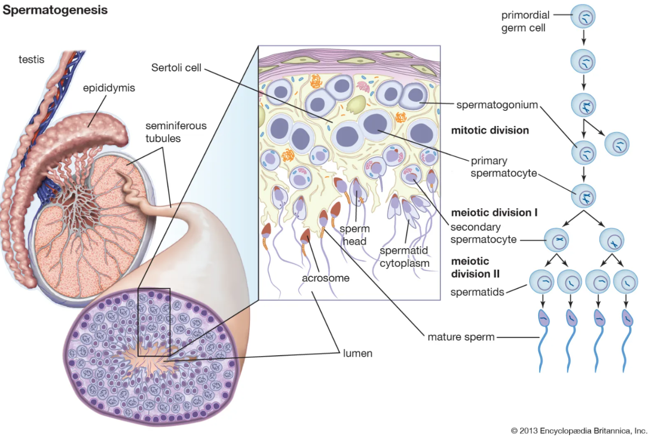 Fertilidad Masculina y Omega-3 espermatogénesis