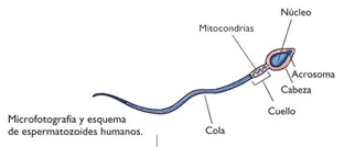 Fertilidad Masculina y Omega-3 estructura espermatosoides