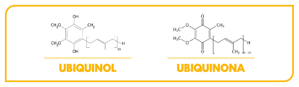 Diferencias entre Coenzima Q10, Ubiquinol y Ubiquinona