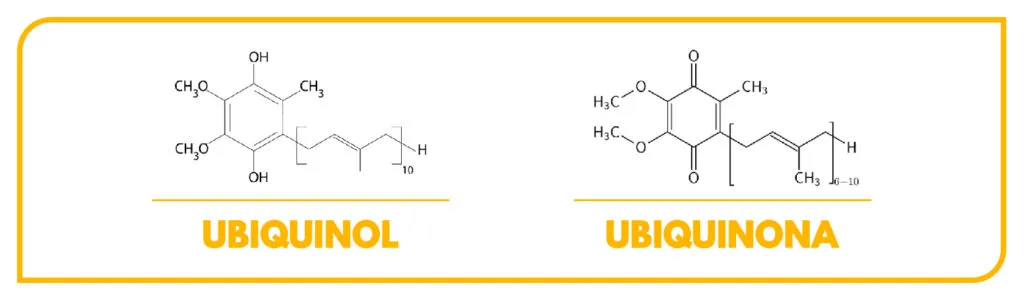 Diferencias entre Coenzima Q10, Ubiquinol y Ubiquinona