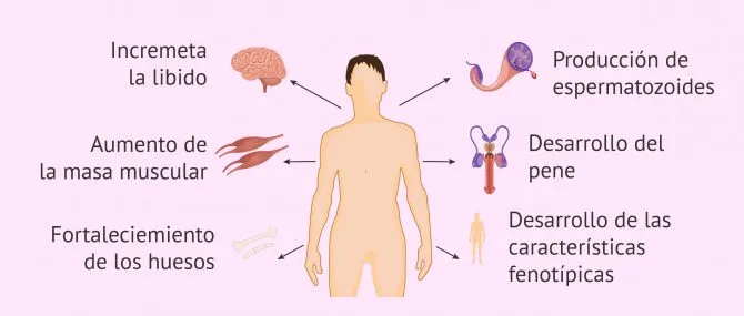 Beneficios del omega-3 en la salud hormonal de los hombres