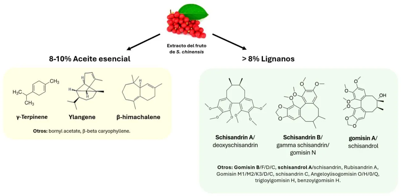 Frutos y composición de la Schisandra chinensis