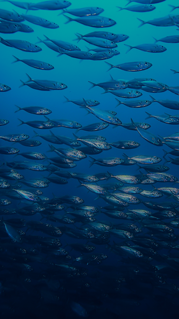 Fuentes de Omega 3: epa y dha