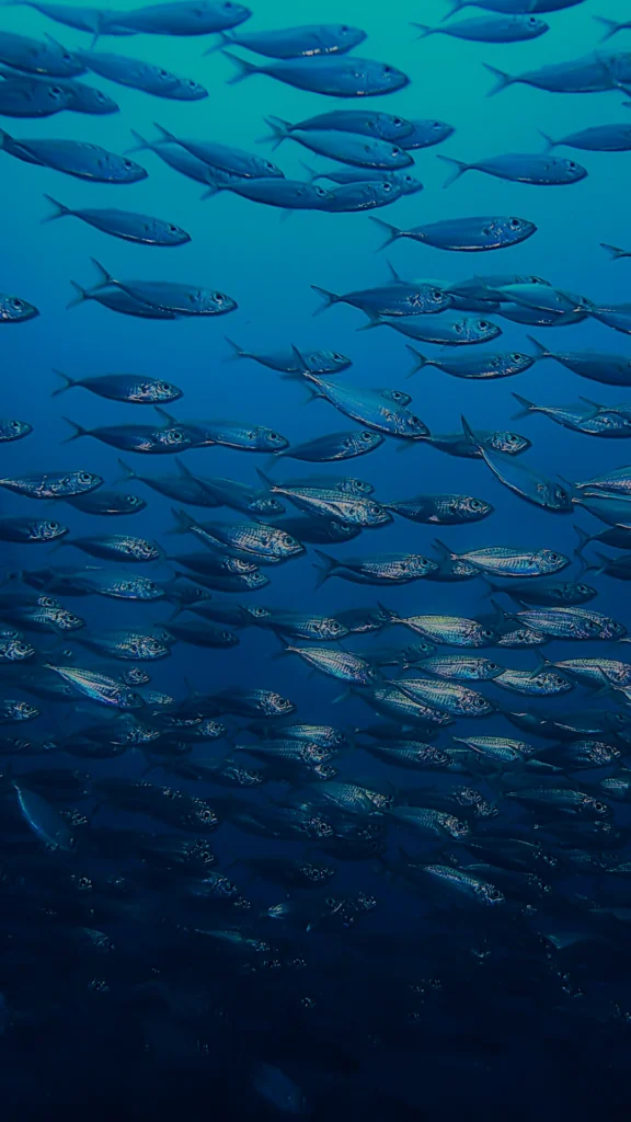 Fuentes de Omega 3: epa y dha